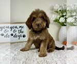 Small #1 Labradoodle