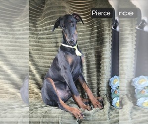 Doberman Pinscher Puppy for sale in POMEROY, OH, USA