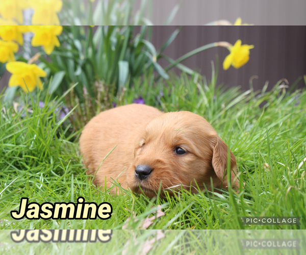 Medium Photo #7 Golden Retriever Puppy For Sale in MIDDLEBURG, PA, USA