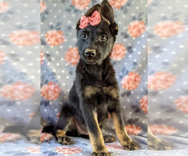 Medium Photo #2 German Shepherd Dog Puppy For Sale in LINCOLN UNIV, PA, USA
