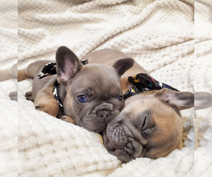 French Bulldog Puppy for sale in MIAMI, FL, USA