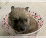 Small Photo #9 Pomeranian Puppy For Sale in BUSH, LA, USA