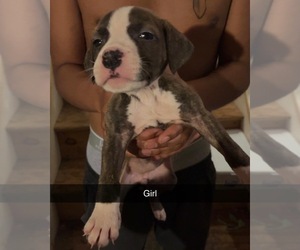 American Pit Bull Terrier Puppy for sale in PROVIDENCE, RI, USA