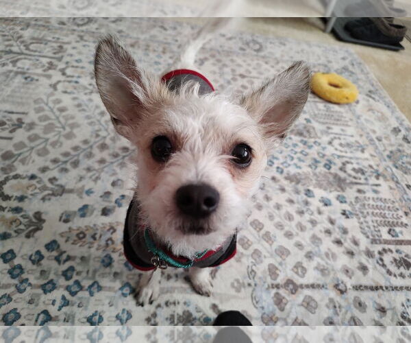 Medium Photo #3 Mutt Puppy For Sale in Arlington, VA, USA