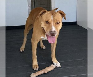 Mutt Dogs for adoption in San Bernardino, CA, USA