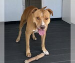 BELLA - Female Mutt Dog for Adoption - Small photo