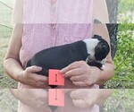 Small Photo #8 Boston Terrier Puppy For Sale in CALDWELL, TX, USA