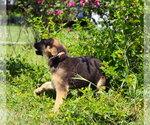 Small #2 German Shepherd Dog
