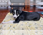 Small Boston Terrier-Labrador Retriever Mix