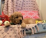 Lassie - Female Golden Retriever Puppy for Sale - Photo #2
