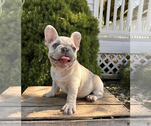 French Bulldog Puppy for sale in MIDDLEBURY, IN, USA