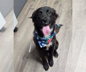 Border Collie-Unknown Mix Dogs for adoption in Lakewood, CO, USA