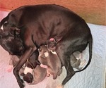 Small Photo #1 Italian Greyhound Puppy For Sale in NESBIT, MS, USA