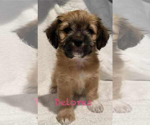 Medium Photo #3  Puppy For Sale in , 