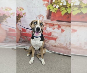 German Shepherd Dog Dogs for adoption in San Bernardino, CA, USA