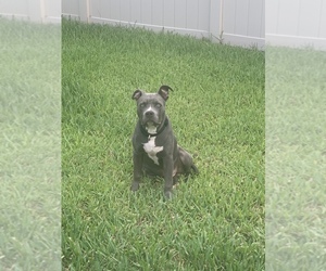 American Bully Puppy for sale in JACKSONVILLE, FL, USA
