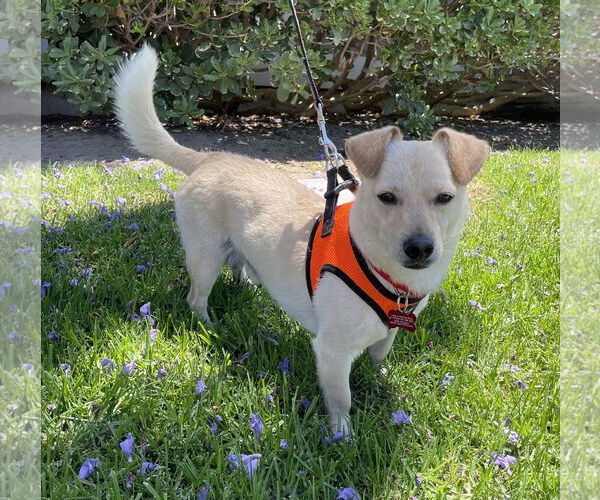 Medium Photo #3 Dorgi Puppy For Sale in Mission Viejo, CA, USA