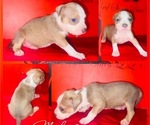 Small Photo #5 American Bully Puppy For Sale in TRENTON, NJ, USA