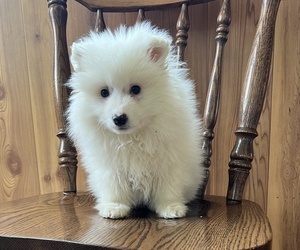 American Eskimo Dog Puppy for sale in DORCHESTER, WI, USA