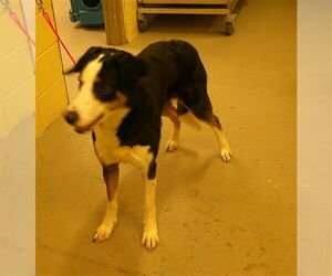 Greater Swiss Mountain Dog Dogs for adoption in Sanford, FL, USA