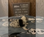Small Photo #16 Welsh Cardigan Corgi Puppy For Sale in SUN PRAIRIE, WI, USA