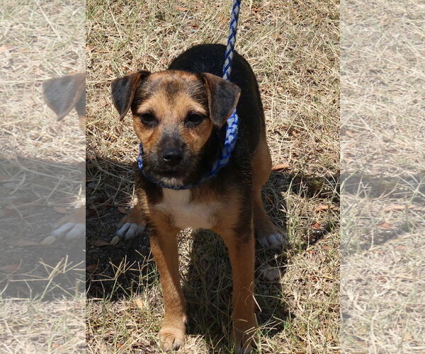 Medium Photo #4 Norfolk Terrier-Unknown Mix Puppy For Sale in Bandera, TX, USA
