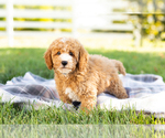 Small Photo #10 Poodle (Miniature) Puppy For Sale in SHIPSHEWANA, IN, USA