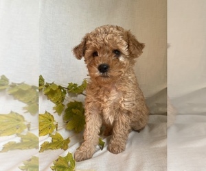 Poodle (Miniature) Puppy for sale in RUDD, IA, USA