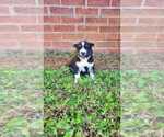 Small Photo #12 Siberian Husky Puppy For Sale in INMAN, SC, USA