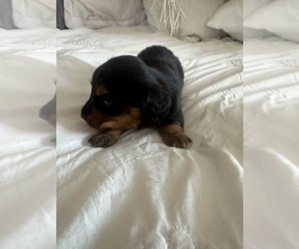 Medium Photo #6 Dachshund Puppy For Sale in SAN DIEGO, CA, USA