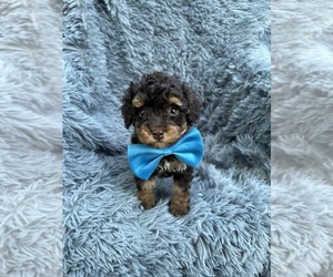 Poodle (Toy) Puppy for sale in JEFFERSONVILLE, IN, USA