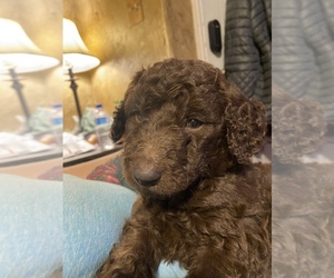 Labradoodle Puppy for sale in PANHANDLE, TX, USA