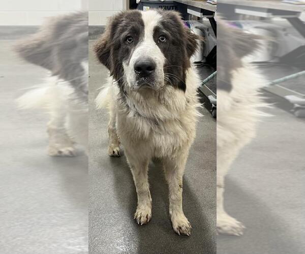 Medium Photo #1 Great Pyrenees-Saint Bernard Mix Puppy For Sale in Forestville, MD, USA