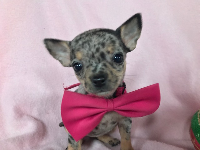 View Ad Chihuahua Puppy for Sale near Pennsylvania, EAST