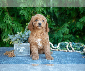 Medium Cavapoo (Miniature)