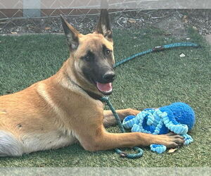 Mutt Dogs for adoption in Imlay City, MI, USA