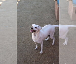 Buttercup #2575 - Female Italian Greyhuahua Dog for Adoption - Photo #2
