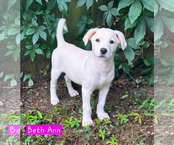Medium Photo #3 Siberian Husky-Unknown Mix Puppy For Sale in Alexander, AR, USA