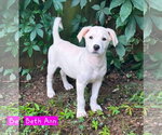Small #2 Siberian Husky Mix