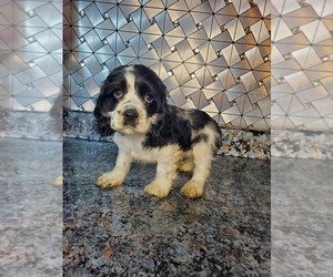 Cocker Spaniel Puppy for sale in GOSHEN, IN, USA