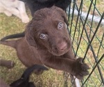 Puppy Sadie Shepradors