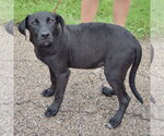 Small #1 Border Collie Mix