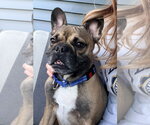 Small Photo #2 French Bulldog Puppy For Sale in Walnutport, PA, USA