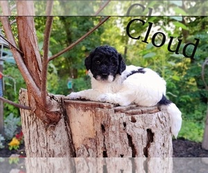 Labradoodle-Poodle (Miniature) Mix Puppy for sale in MILLVILLE, MN, USA