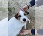 Small Jack Russell Terrier