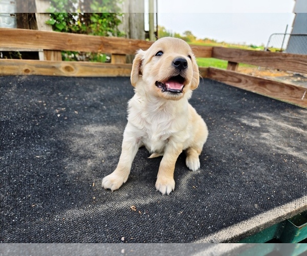 Medium Photo #5 Golden Retriever Puppy For Sale in LEON, KS, USA