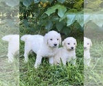 Small #9 Goldendoodle