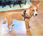 Small #7 Red Heeler Mix