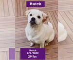 Small #11 American Bulldog-Labrador Retriever Mix