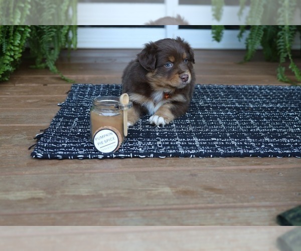 Medium Photo #6 Miniature American Shepherd Puppy For Sale in DAWSON, GA, USA